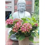 To The Inner Flower I